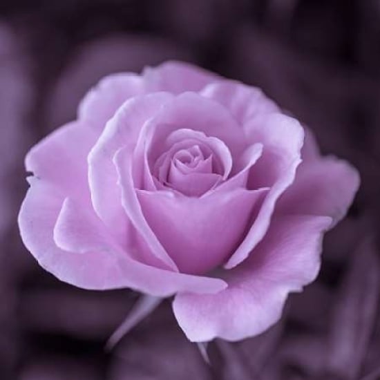 Beautiful garden rose Poster Print by Assaf Frank Image 1