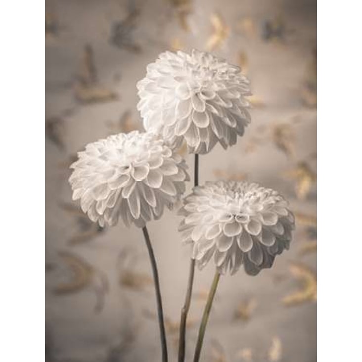 Beautiful Dahlias flowers Poster Print by Assaf Frank Image 1