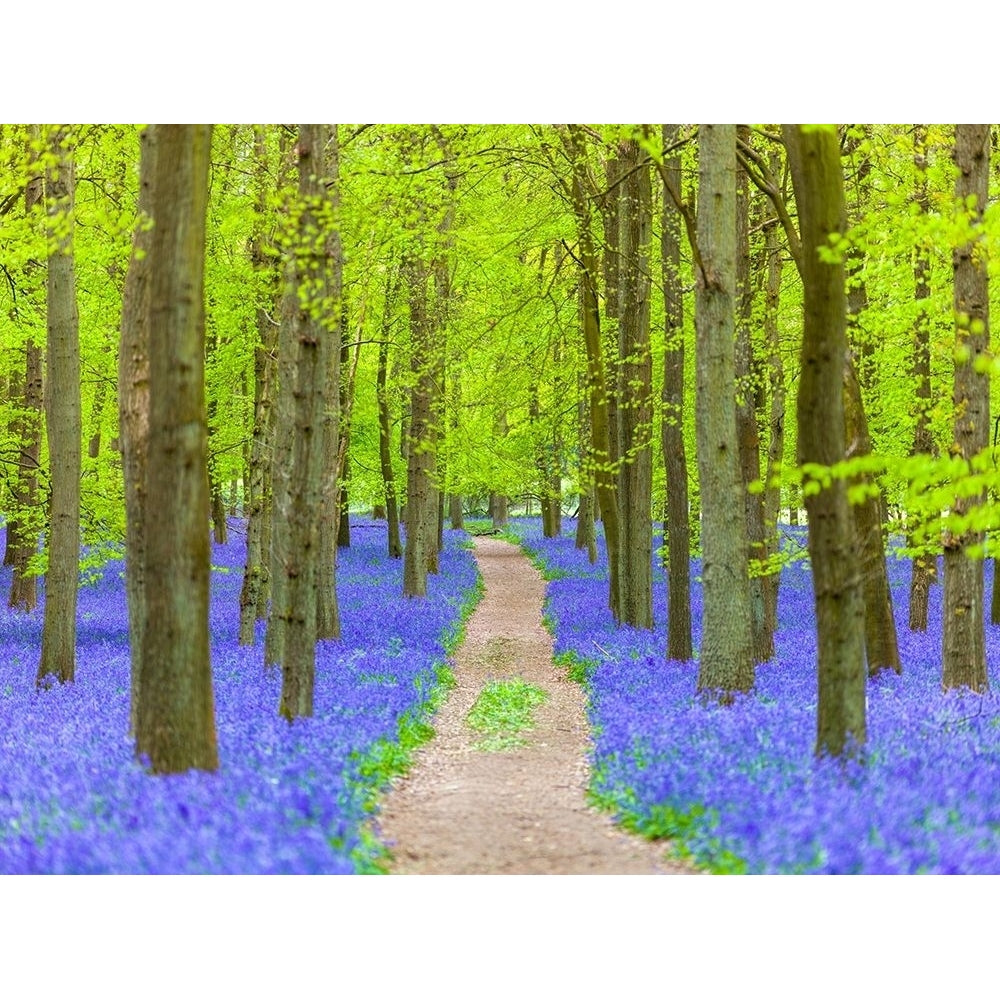 Bluebell path by Assaf Frank Image 1