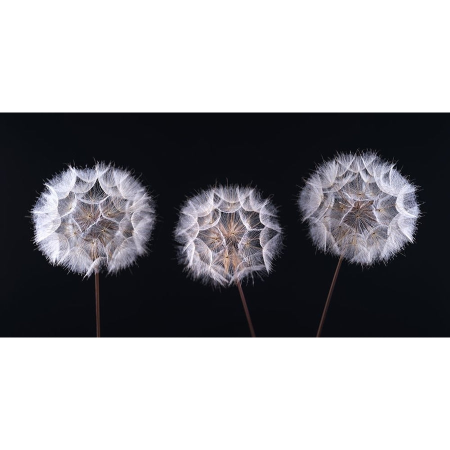 Dandelion Clock on black background Poster Print by Assaf Frank AF20190825030 Image 1