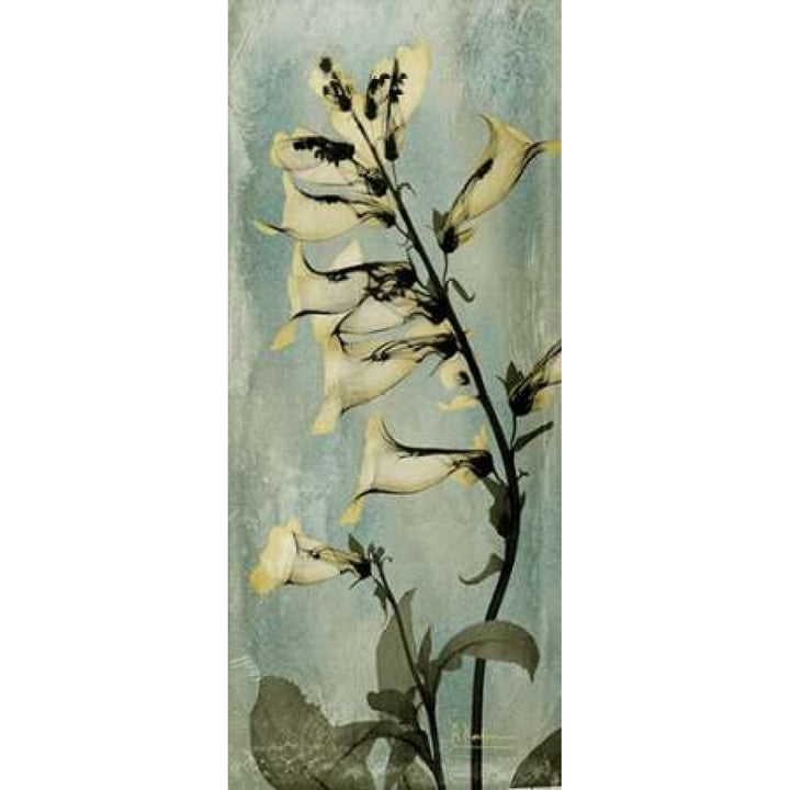 Golden Foxglove Poster Print by Albert Koetsier Image 1