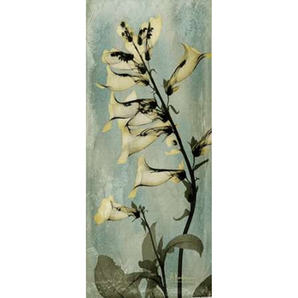 Golden Foxglove Poster Print by Albert Koetsier Image 2