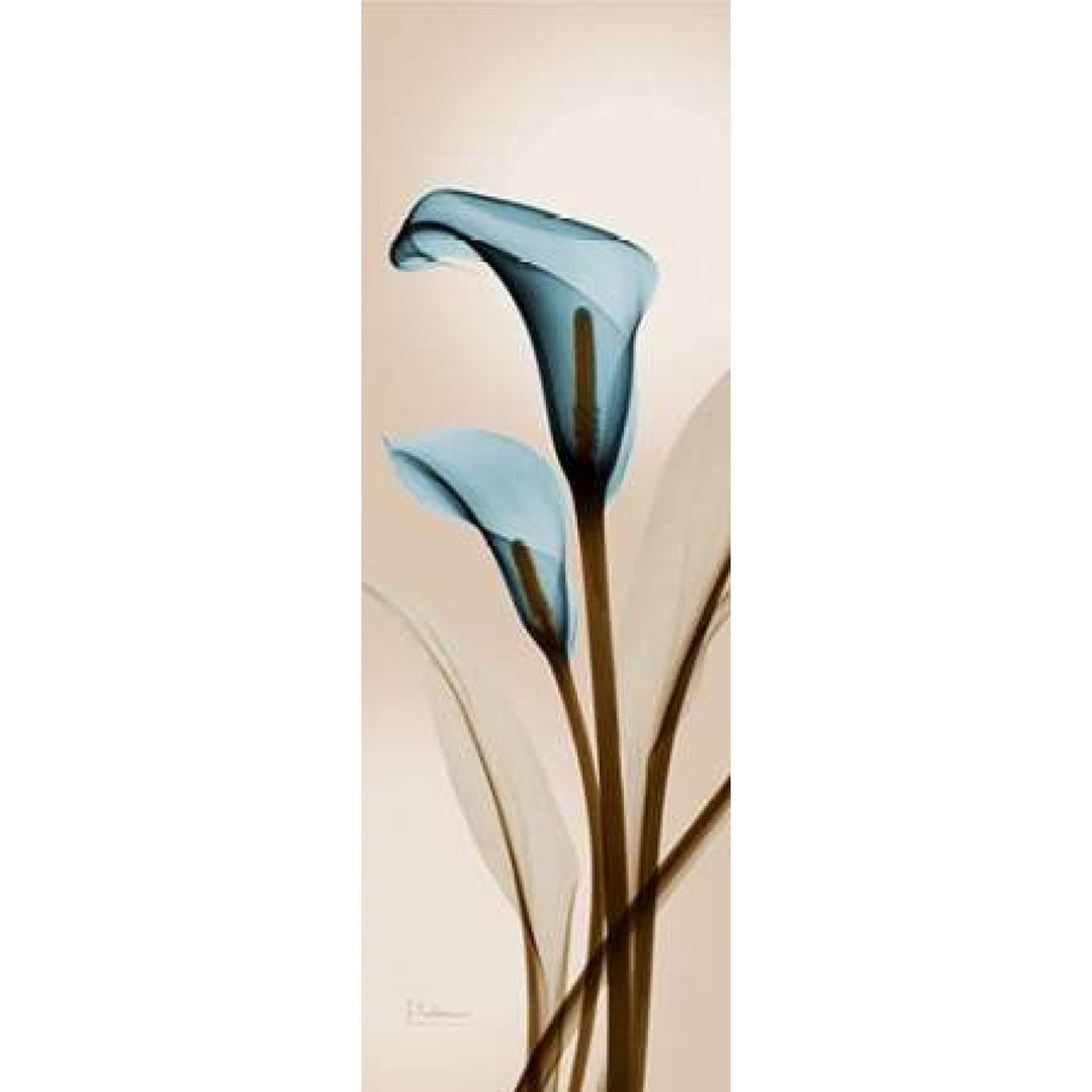 Blue Calla Lily Poster Print by Albert Koetsier Image 1