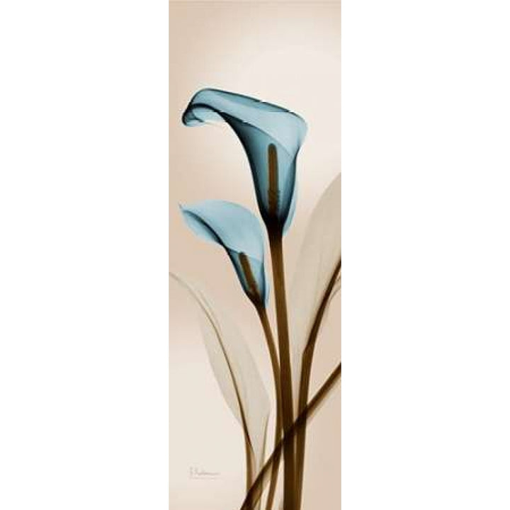 Blue Calla Lily Poster Print by Albert Koetsier Image 2