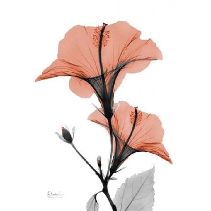 Soft Hibiscus Poster Print by Albert Koetsier Image 1