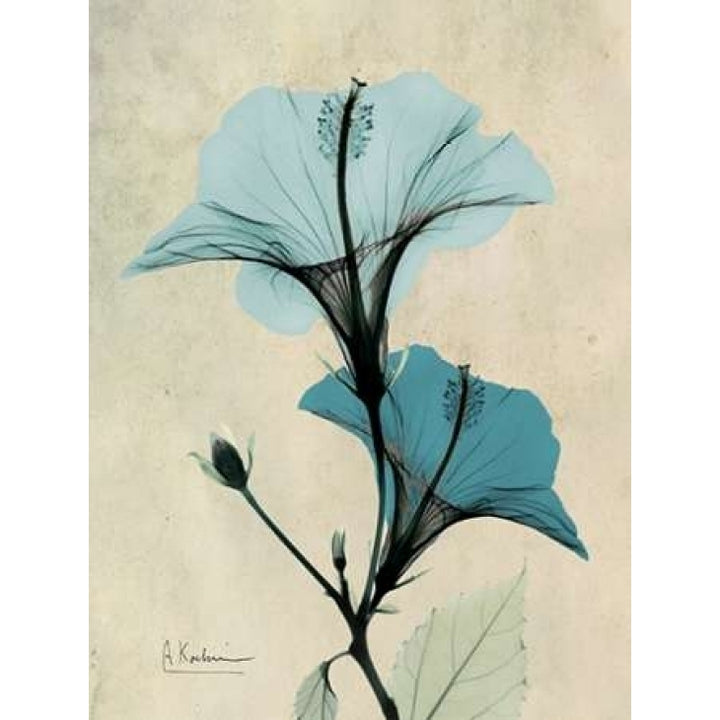 Hibiscus Poster Print by Albert Koetsier Image 1