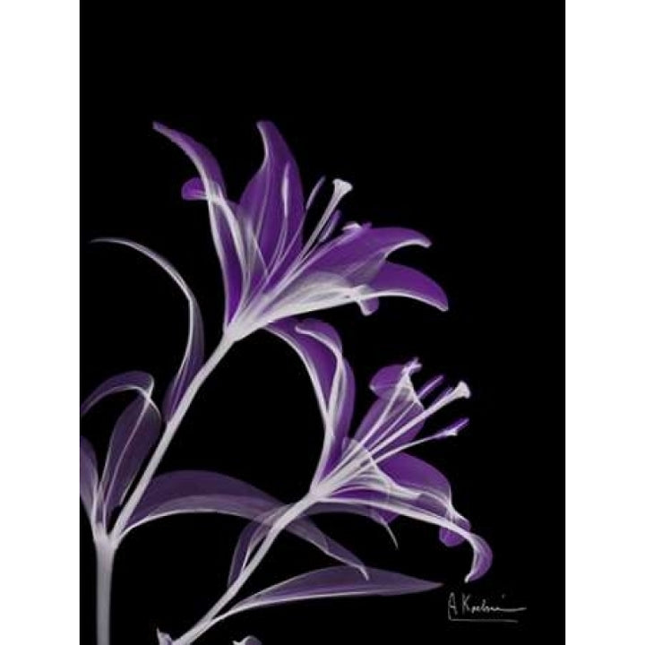 Purple Lily Poster Print by Albert Koetsier Image 1