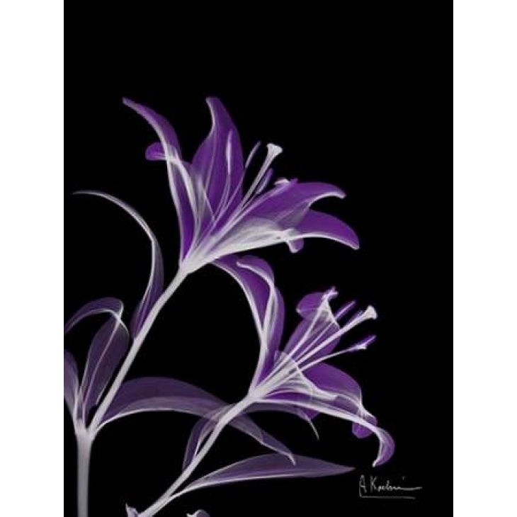 Purple Lily Poster Print by Albert Koetsier Image 2