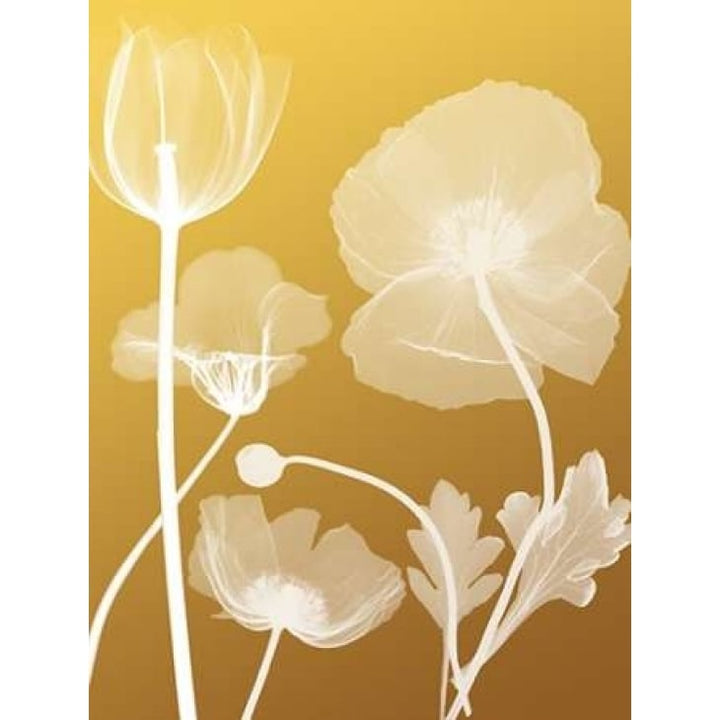 Transparent Flora 3 Poster Print by Albert Koetsier Image 1