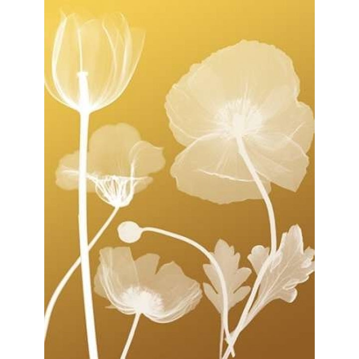 Transparent Flora 3 Poster Print by Albert Koetsier Image 2