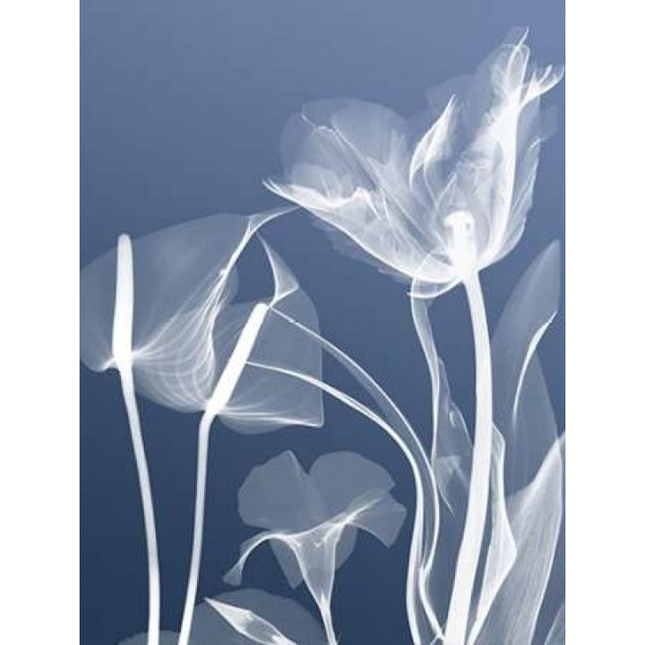 Transparent Flora 5 Poster Print by Albert Koetsier Image 1