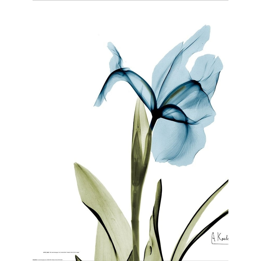 Iris B76 Poster Print by Albert Koetsier AK5RC601B Image 1