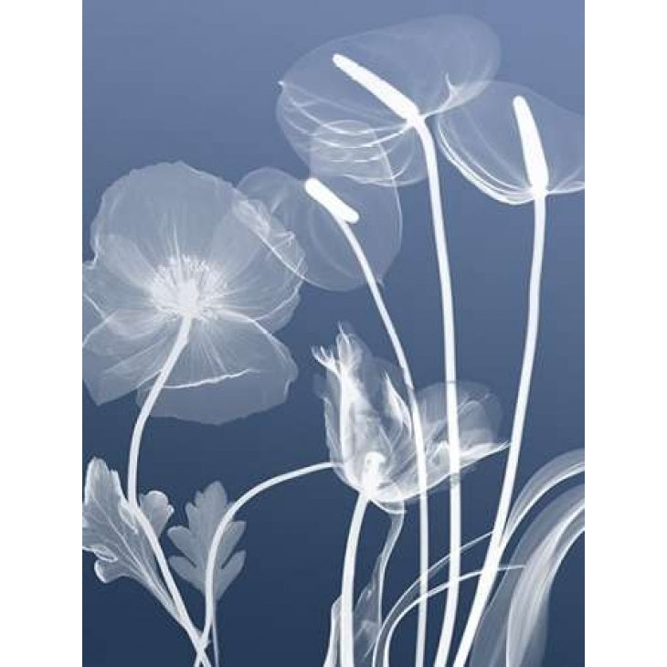 Transparent Flora 6 Poster Print by Albert Koetsier Image 1