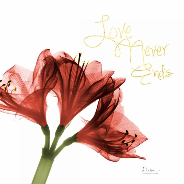 Amaryllis Endless Love Poster Print by Albert Koetsier Image 2