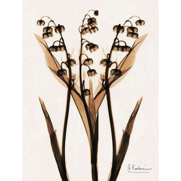 ged Lily Of The Valley Poster Print by Albert Koetsier Image 1