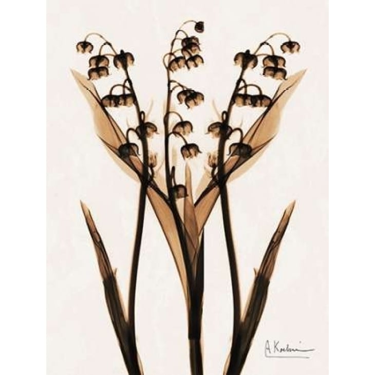 ged Lily Of The Valley Poster Print by Albert Koetsier Image 2