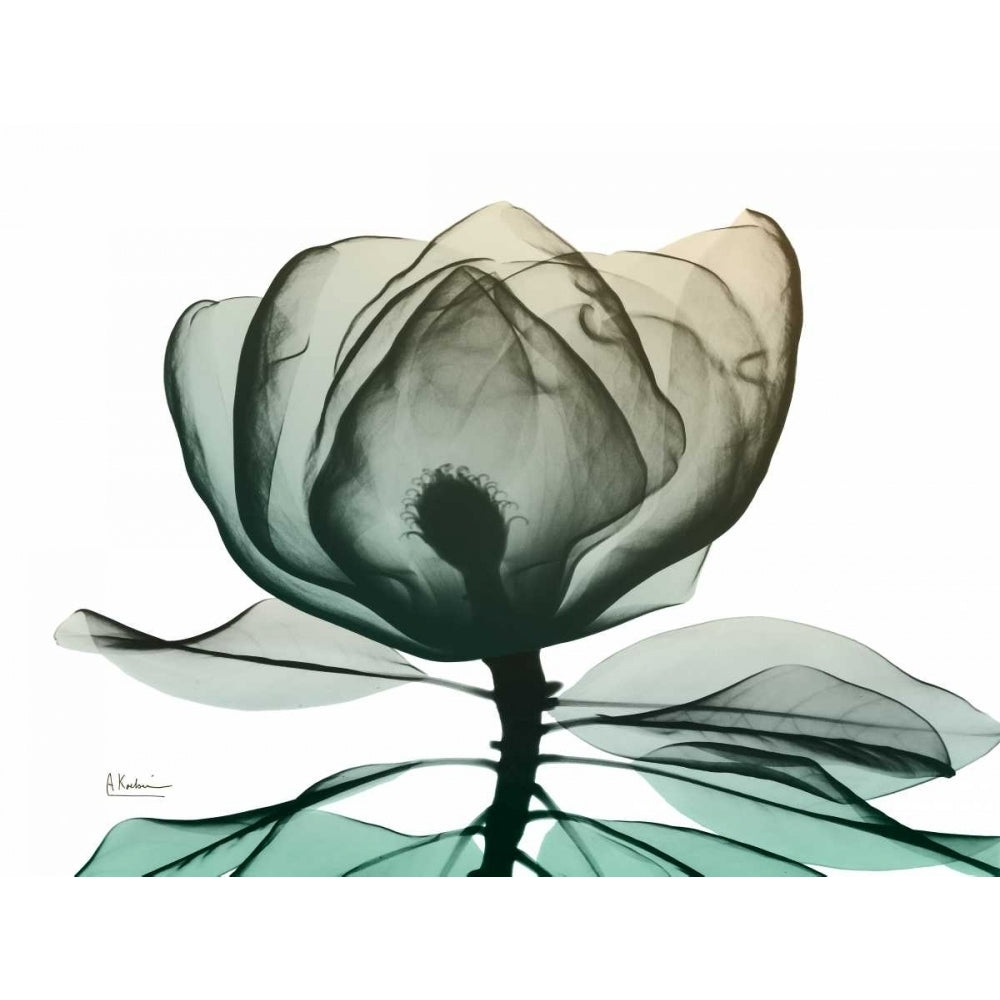 Emerald Magnolia 1 Poster Print by Albert Koetsier AK8RC039A1 Image 2