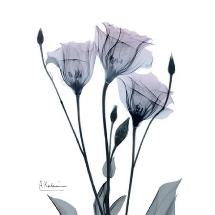 Midnight Gentian 1 Poster Print by Albert Koetsier Image 2