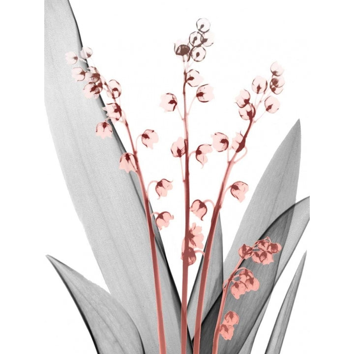 Lily of the Blush 2 Poster Print by Albert Koetsier Image 1