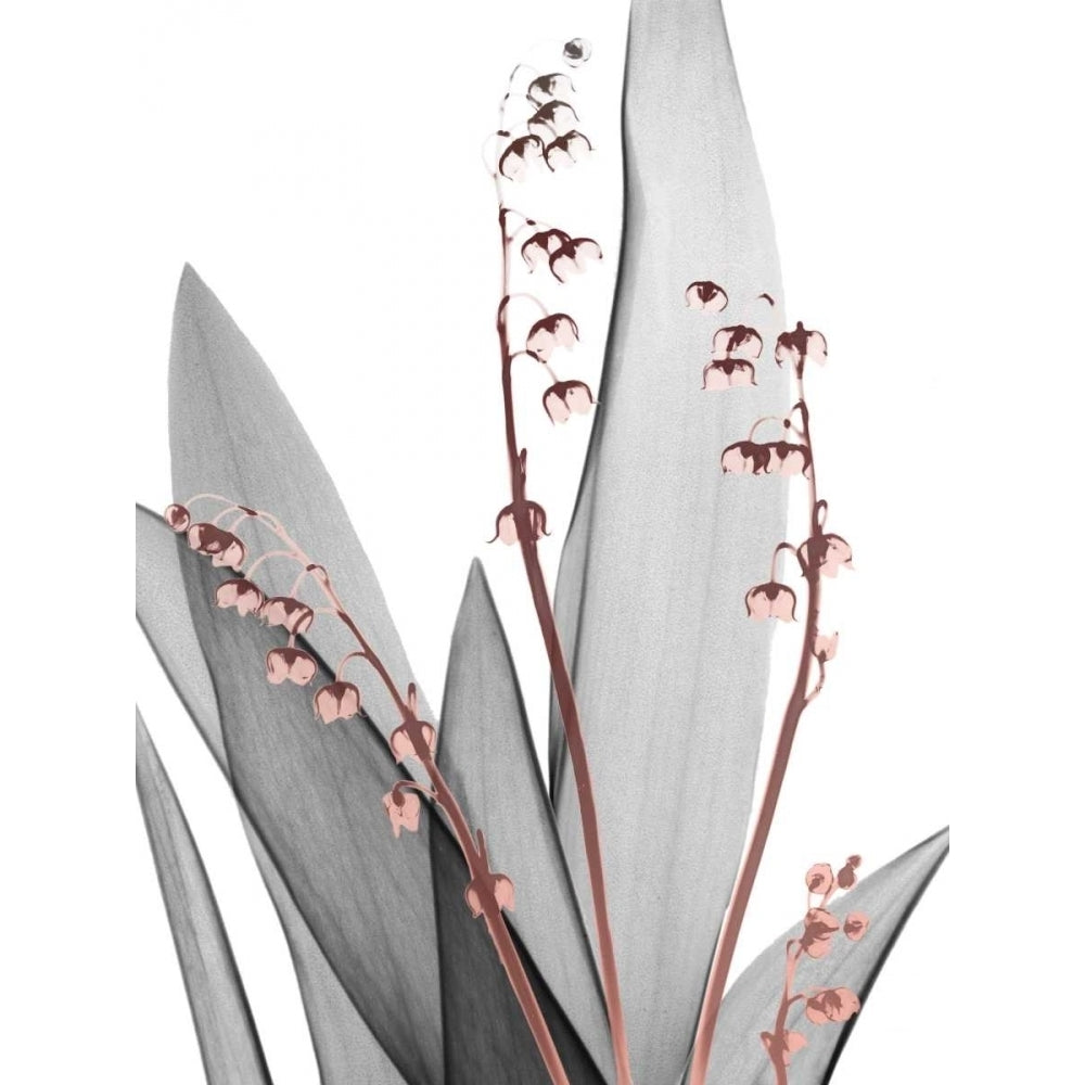 Lily of the Blush 1 Poster Print by Albert Koetsier Image 1