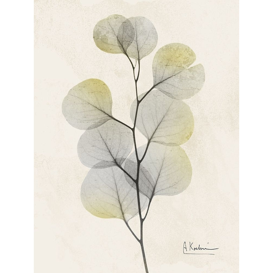 Sunkissed Eucalyptus 4 Poster Print by Albert Koetsier Image 1