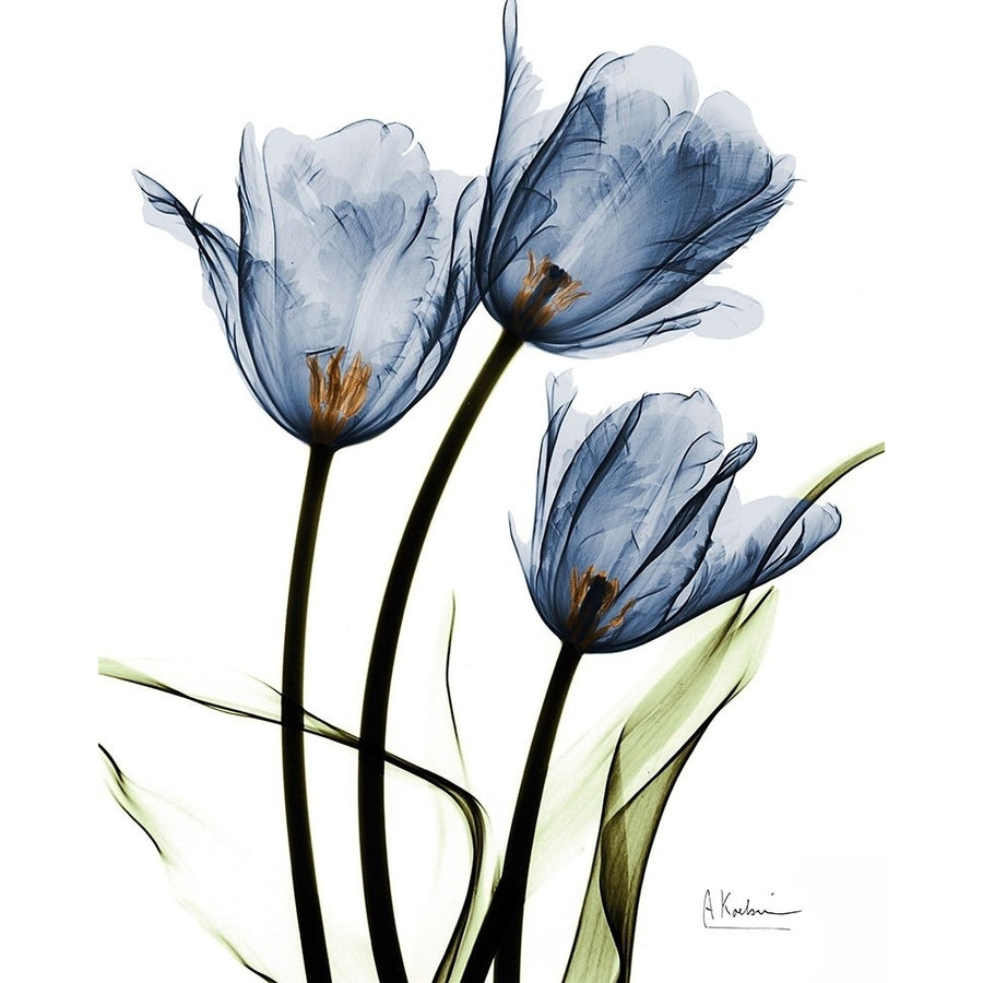 Indigo Infused Tulips Poster Print by Albert Koetsier Image 1