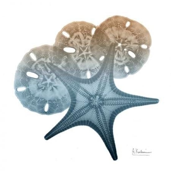 Steel Hues Starfish and Sand Dollar Poster Print by Albert Koetsier Image 2