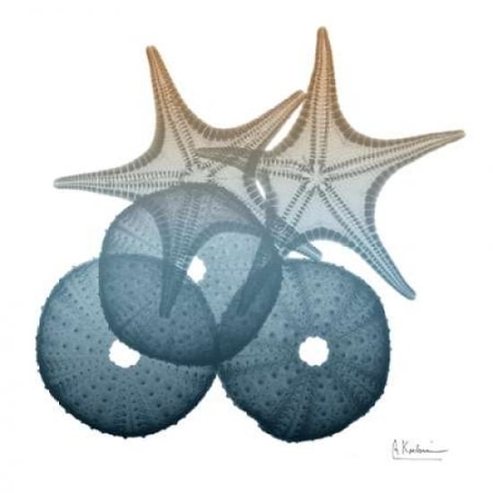 Steel Hues Sea Urchin and Starfish Poster Print by Albert Koetsier Image 2