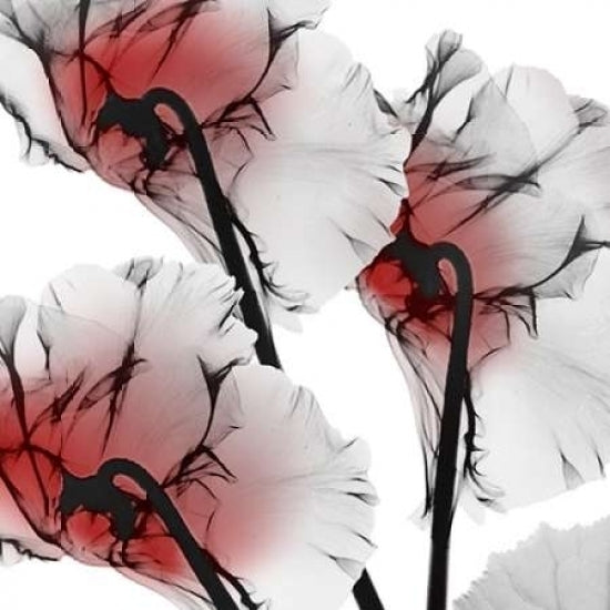 Crimson Luster Cyclamen Poster Print by Albert Koetsier Image 1