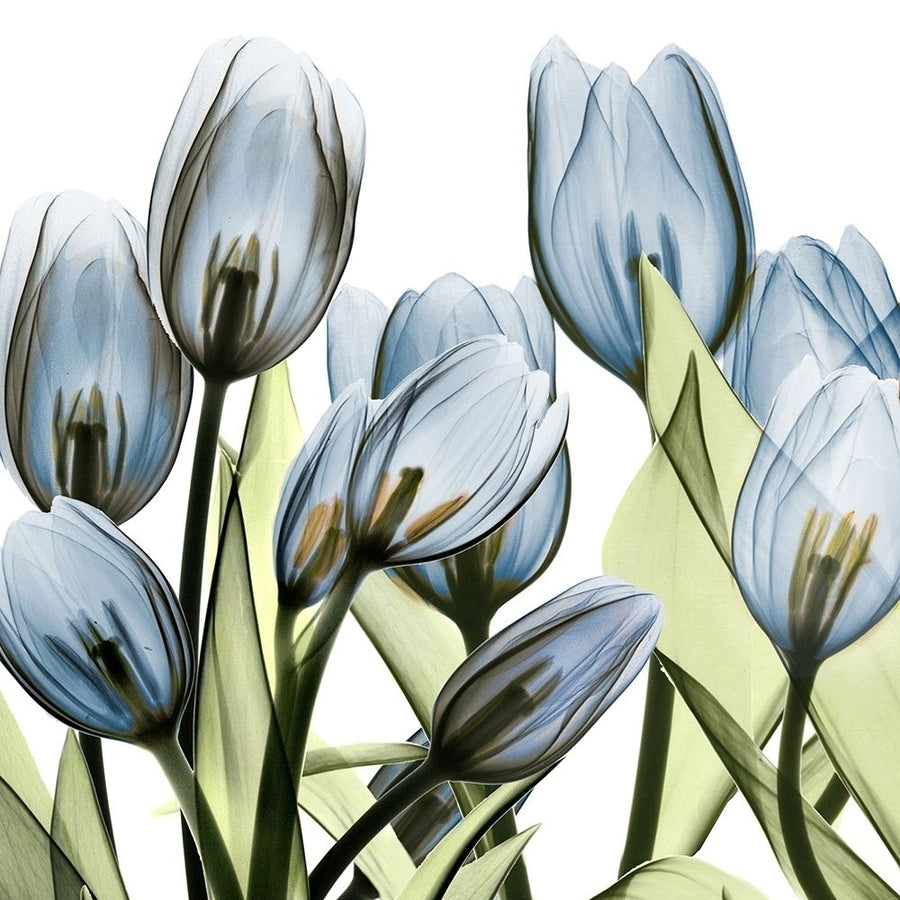 Tulip Blues 1 Poster Print by Albert Koetsier AK8SQ405C2 Image 1