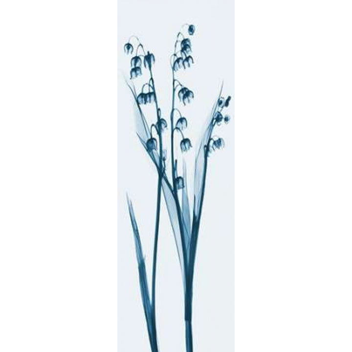 Lily of the Valley in Blue Poster Print by Albert Koetsier Image 1