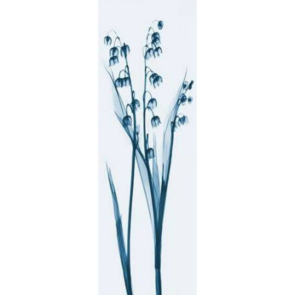 Lily of the Valley in Blue Poster Print by Albert Koetsier Image 2