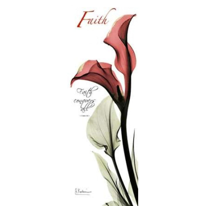 Calla Lily in Red - Faith Poster Print by Albert Koetsier Image 2