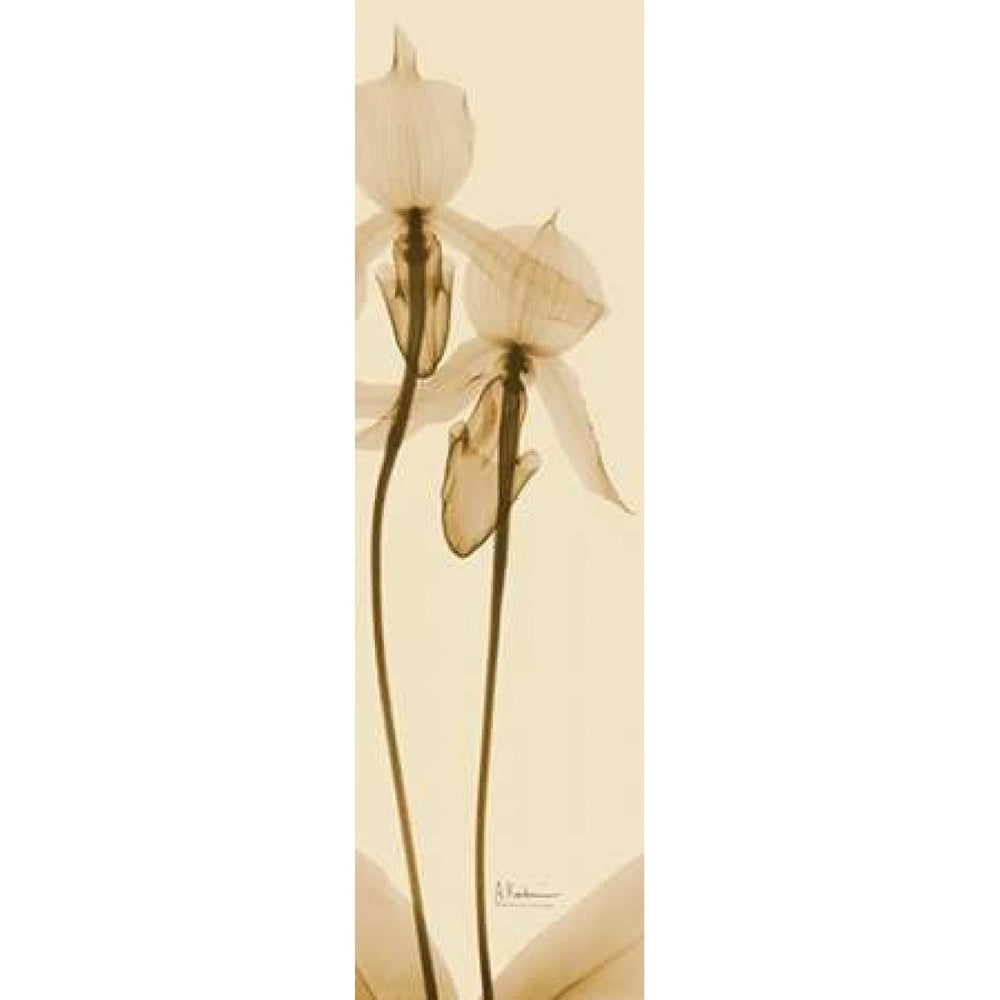 Orchid Brown on Beige 2 Poster Print by Albert Koetsier Image 2