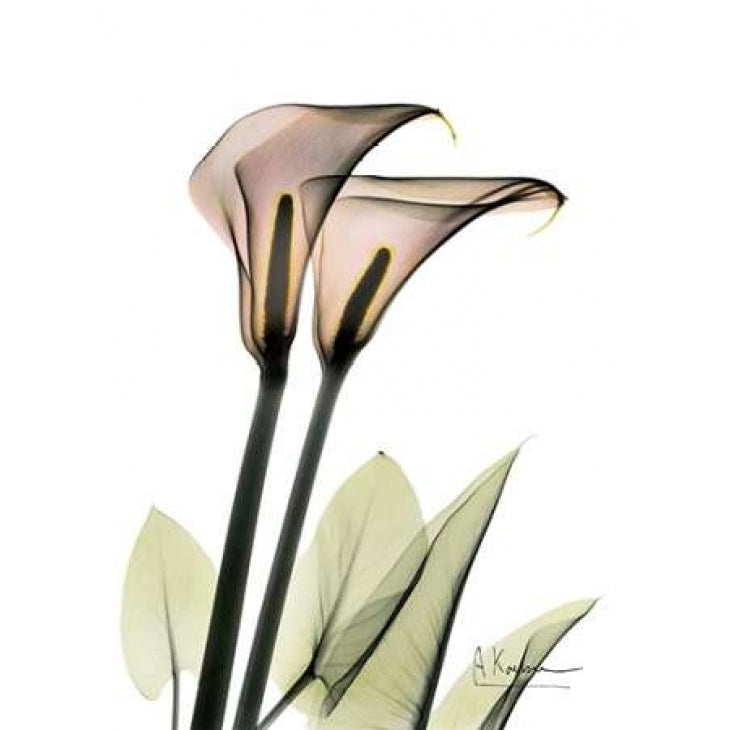 Calla Lily Pair Poster Print by Albert Koetsier Image 2