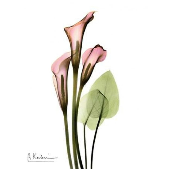 Calla Lily Bouquet in Pink Poster Print by Albert Koetsier Image 1