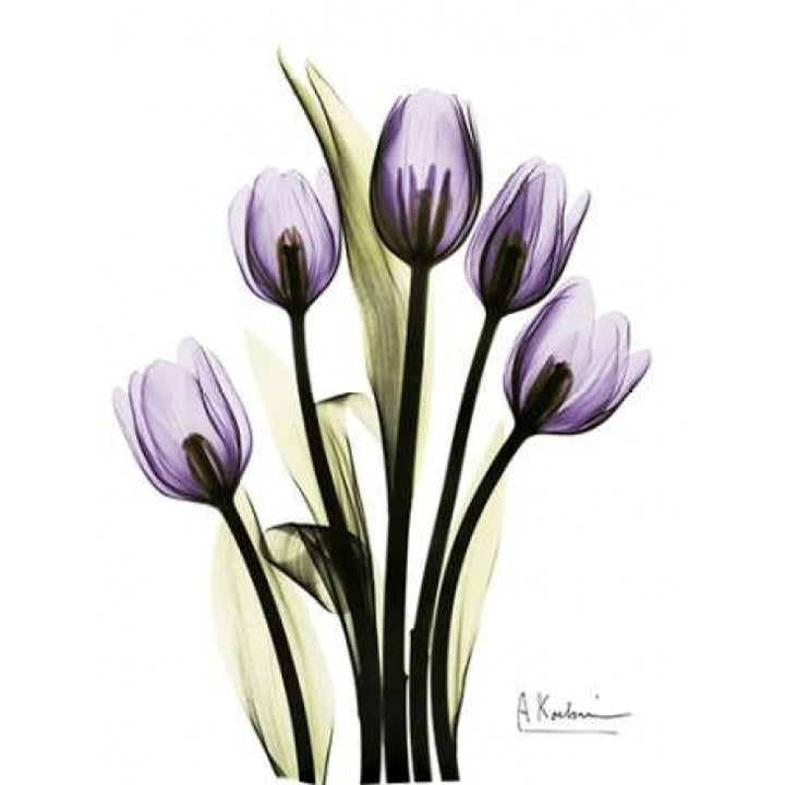 Regal Tulip B13 Poster Print by Albert Koetsier Image 1