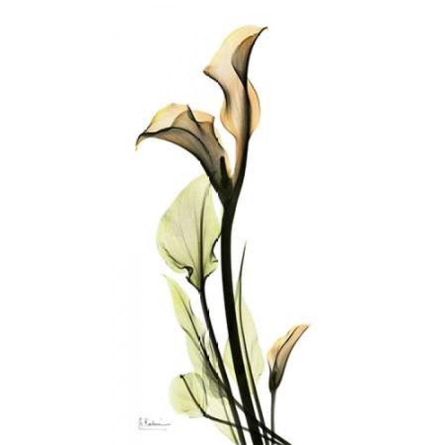 Calla Lily Poster Print by Albert Koetsier Image 1