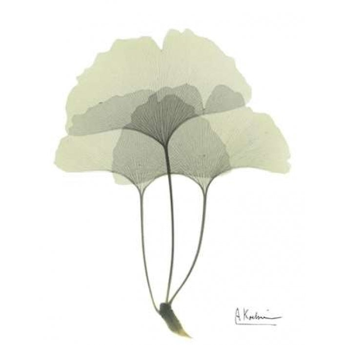 Gingko in Pale Green 3 Poster Print by Albert Koetsier Image 2