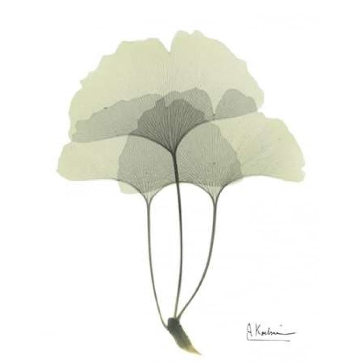 Gingko in Pale Green 3 Poster Print by Albert Koetsier Image 1