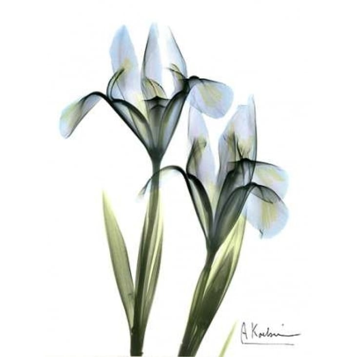 Blue Iris Pair Poster Print by Albert Koetsier Image 2