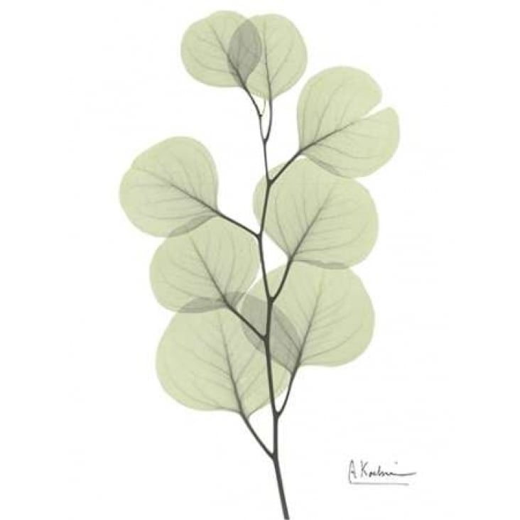 Eucalyptus in Pale Green Poster Print by Albert Koetsier Image 2