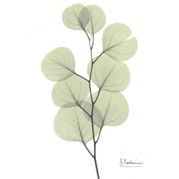 Eucalyptus in Pale Green Poster Print by Albert Koetsier Image 1