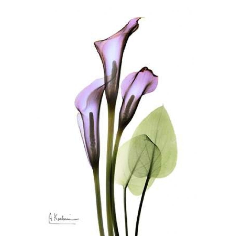 Calla Lily in Full Bloom Poster Print by Albert Koetsier Image 2