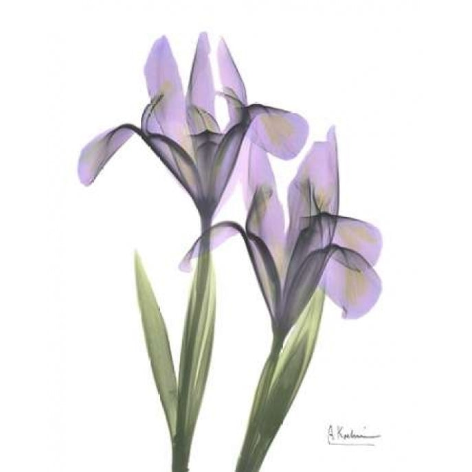 Purple Iris Poster Print by Albert Koetsier Image 2