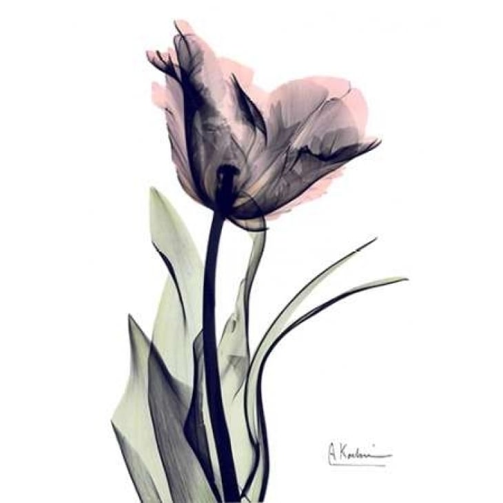 Single Tulip in Color Poster Print by Albert Koetsier Image 1