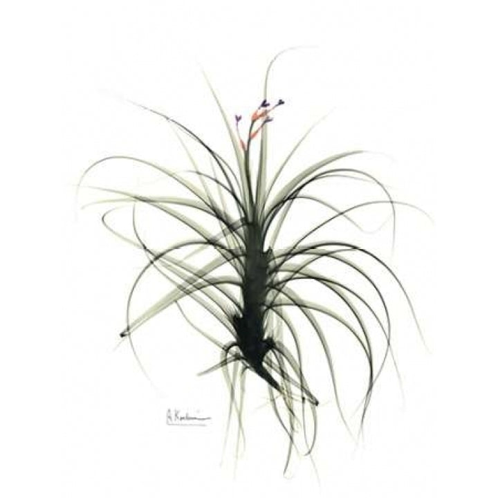 Tillandsia Top Poster Print by Albert Koetsier Image 1