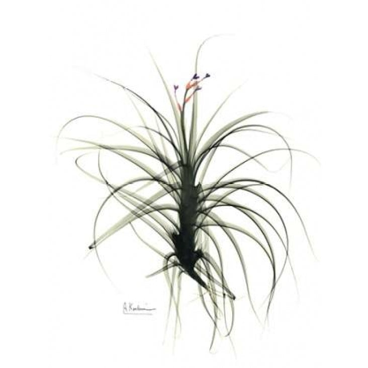 Tillandsia Top Poster Print by Albert Koetsier Image 2