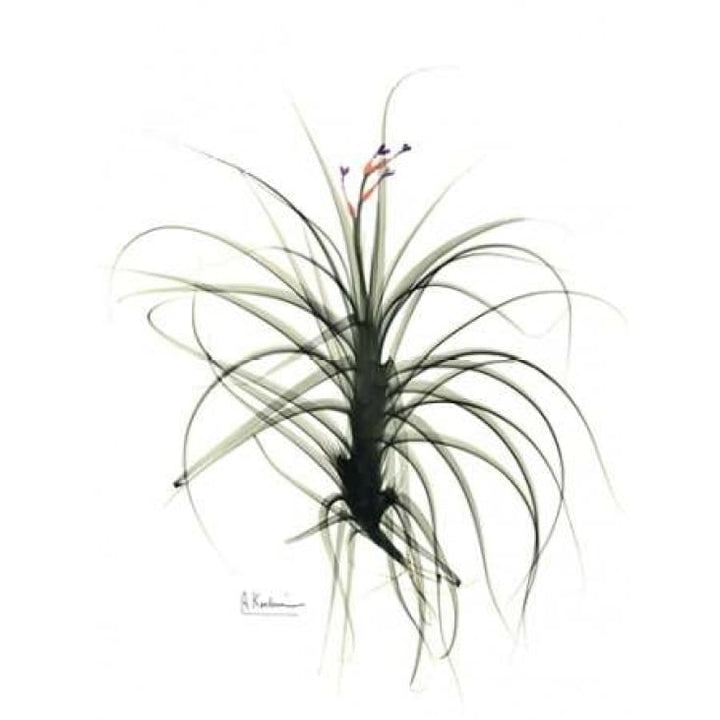 Tillandsia Top Poster Print by Albert Koetsier Image 1