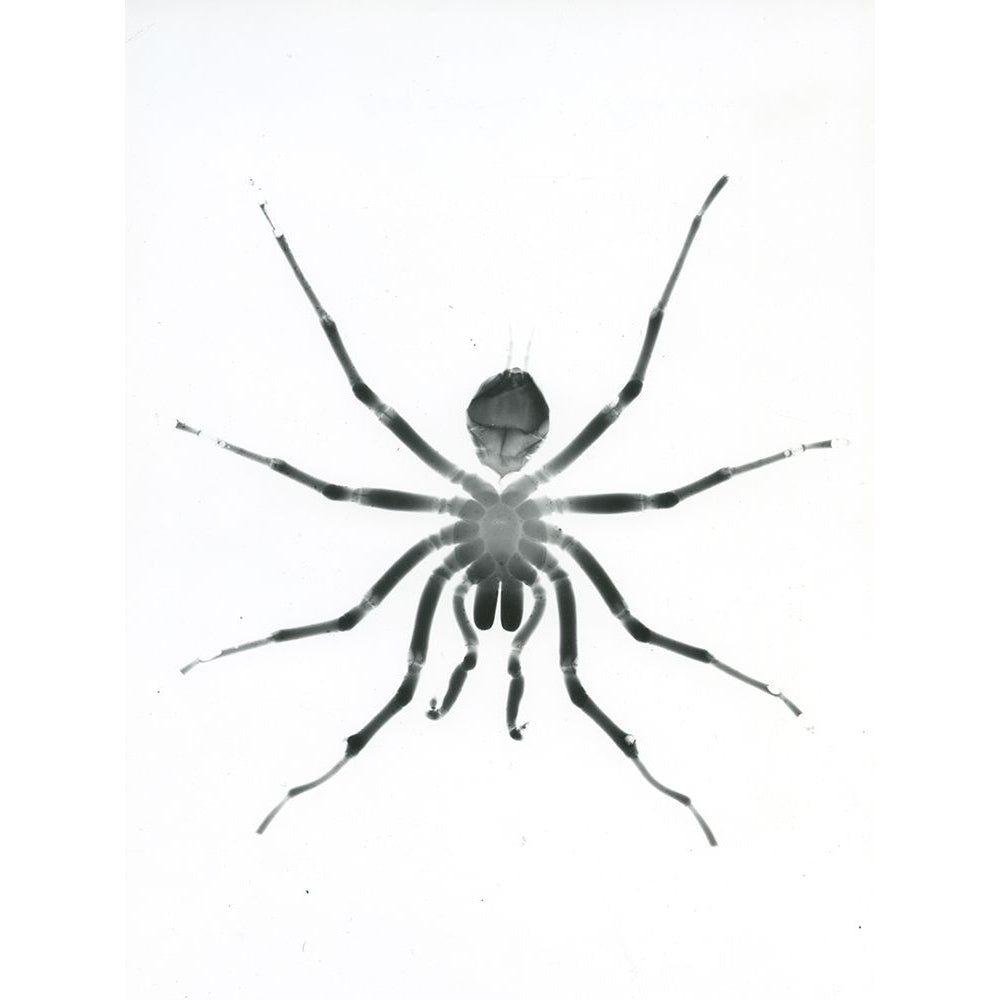 Our Friendly Tarantula Poster Print by Albert Koetsier Image 1